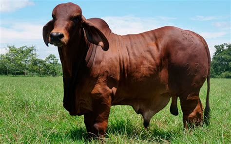 Brahman Al Rojo Vivo Ganader A Y Gen Tica Ceb Que Embelesa