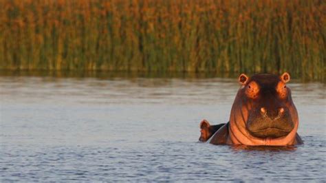 Cape Town's legendary hippos at False Bay Nature Reserve