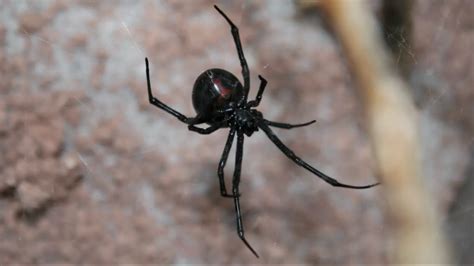 What Can Be Done About The Thriving Black Widow Population