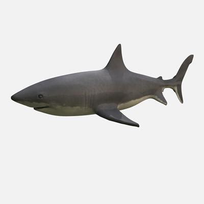 Great White Shark - 3D Model by dcbittorf