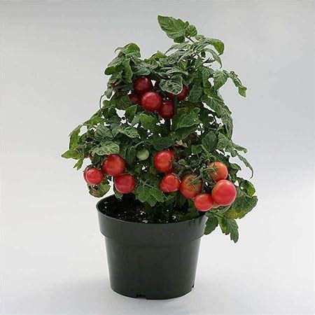 Amazon Tiny Tim Tomato Seeds Patio Tomato Dwarf Heirloom