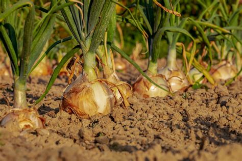 La Calidad De La Cebolla De La Mancha Paso A Paso