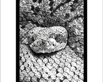 Rattlesnakes Of The North America Poster Print Etsy Israel