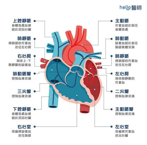 維持心臟健康：心臟保健與功能介紹