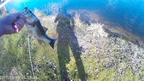 Early Spring Jerkbait Fishing For Bass Youtube