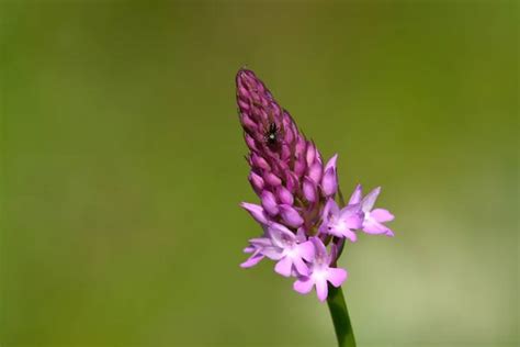 Pyramidal Orchid Images Libres De Droit Photos De Pyramidal Orchid