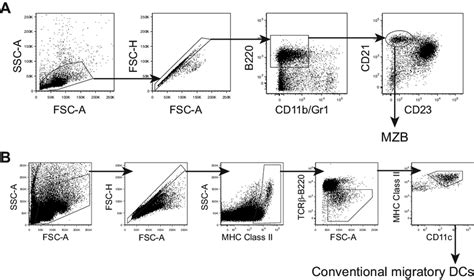 Fig S2 Gating Strategy For A Marginal Zone B Cells And B