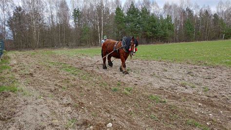 Sprzedam Klacz Zimnokrwista Zrebna Smardzewice Olx Pl