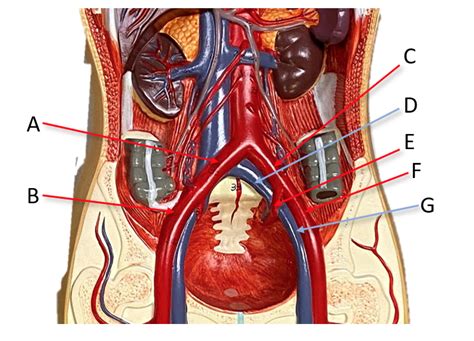 Vein Anatomy Diagram Quizlet