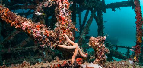 For Artificial Coral Reefs Time Is Not Enough Hakai Magazine