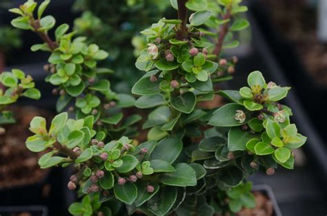 Ilex Crenata Dwarf Pagoda Secret Garden Growers