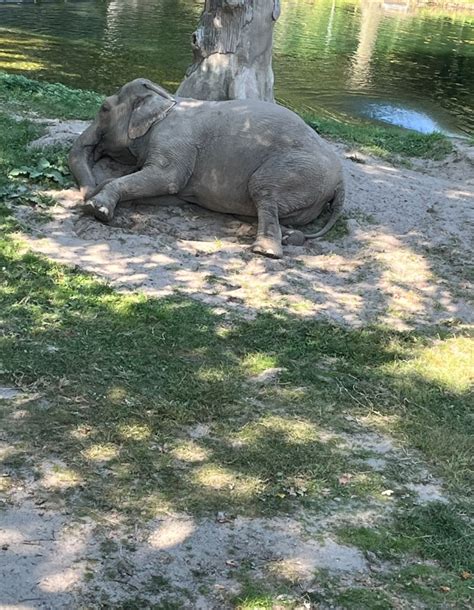 Bronx Zoo elephant Happy spotted in public for first time in weeks