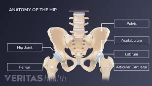 Your Visual Guide to Hip Anatomy | Sports-health