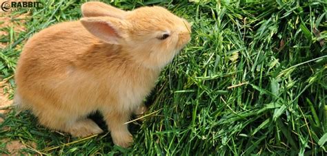 How to Care for Newborn Rabbits? 10 steps & More