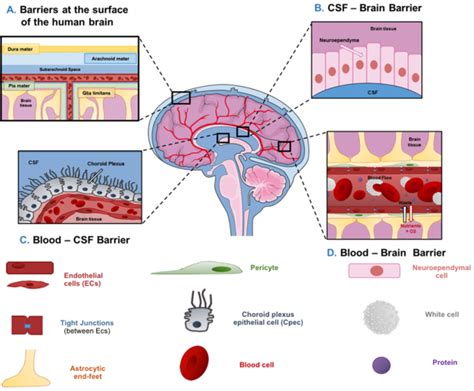 Schematic Representation Of The Bloodbrain Barrier BBB 54 OFF