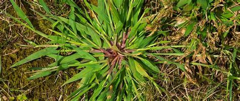 Weed Control Mansfield Wooster Strongsville Oh Free Spray Lawn