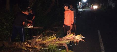 Pohon Tumbang Di Jalan Raya Darmasaba Desa Darmasaba Kecamatan