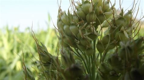 Green Sorghum Free Image Download