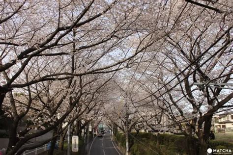 『桜坂 さくらざか 』で 見 み ることが できる 春 はる だけの ピンク Pink の トンネル Tunnel） 日本の観光