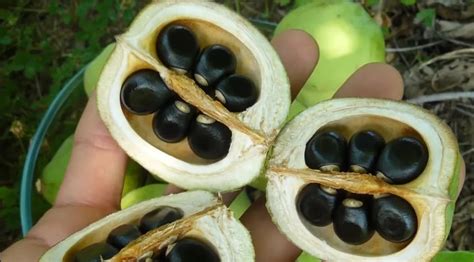 Чекалкин орех (ксантоцерас рябинолистный): уход и правила посадки