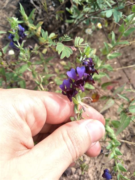 Angelonia Cornigera From Dom Expedito Lopes Pi Brasil On April