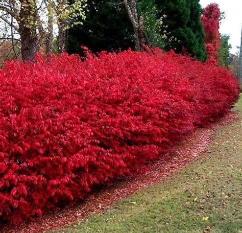 Burning Bush Plant