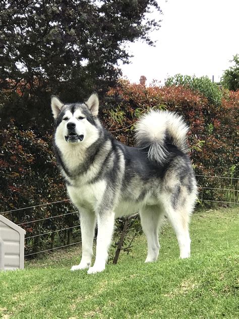 Alaskan Malamute American Akita Mix - Pets Lovers