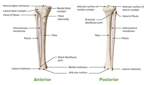 Perna Concise Medical Knowledge