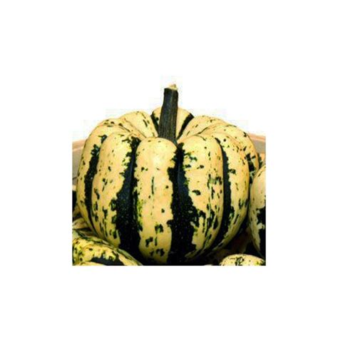 Winter Squash Sweet Dumpling 15 Seeds