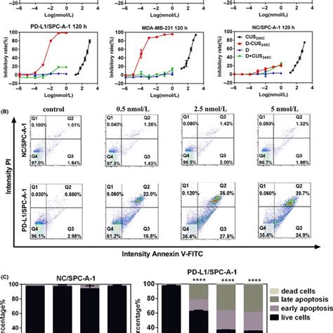 Cytotoxicity And Apoptosisinducing Effects Of Immunotoxin Dcus C On