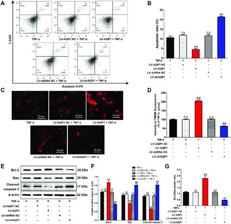 Effects Of AQP1 Overexpression Or Silencing On The Apoptosis Of