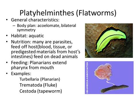 Phylum Platyhelminthes Examples