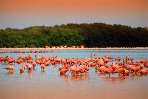 Celestun Biosphere Reserve Private Tour from Merida 2024