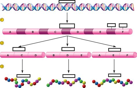 4.2: Alternative Splicing of mRNA Diagram | Quizlet 
