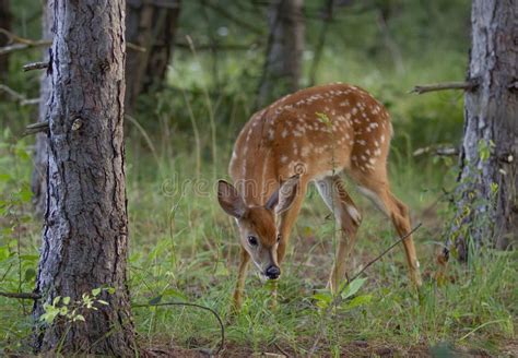 A White-tailed Deer Fawn Grazing in the Dark Forest in Canada Stock ...