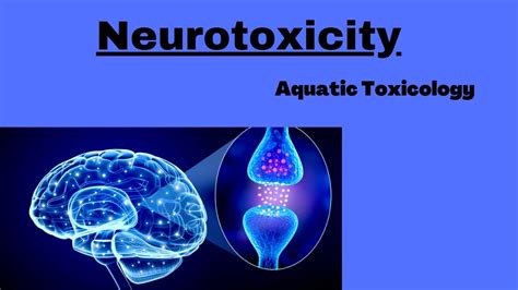 Neurotoxicity ,Insecticides and antidepressants as neurotoxins ...