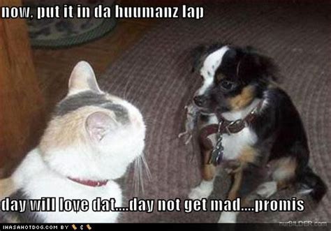 Funny dog and cat pictures |Funny Animal