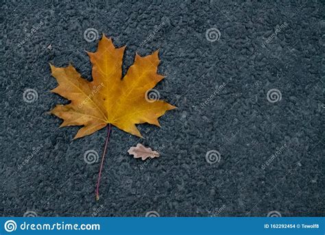 A Small Autumn Fallen Oak Leaf And A Large Yellow Maple Leaf On Gray