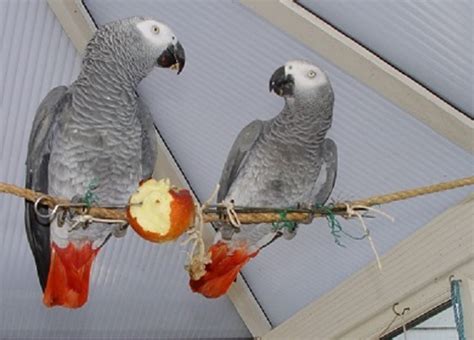 Can Parrots House Share - Northern Parrots