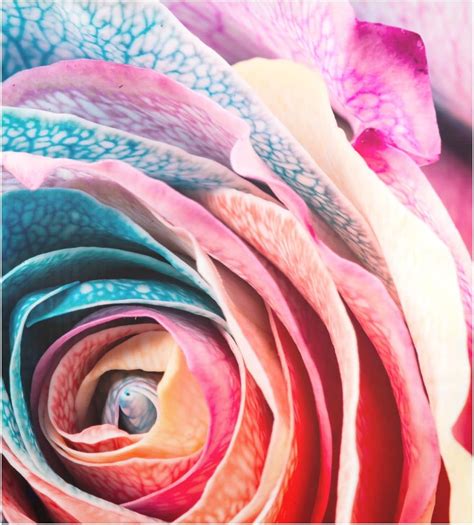 Wellsay Rainbow Rose Flower Close Up Large Dishwasher Magnet Magnetic