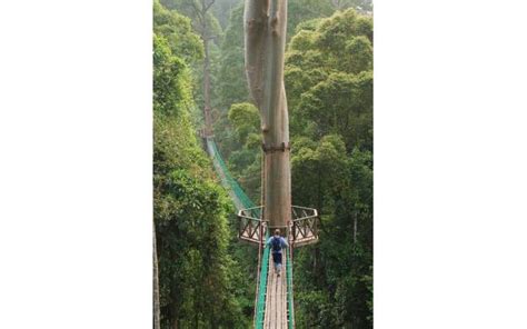 Borneo Rainforest Canopy Walkway - 101qs