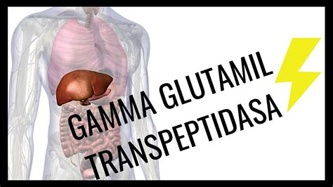 QUE ES LA GAMMA GLUTAMIL TRANSPEPTIDASA GGT YouTube