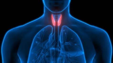 thyroid extracts subclinical hypothyroidism  thyroid function