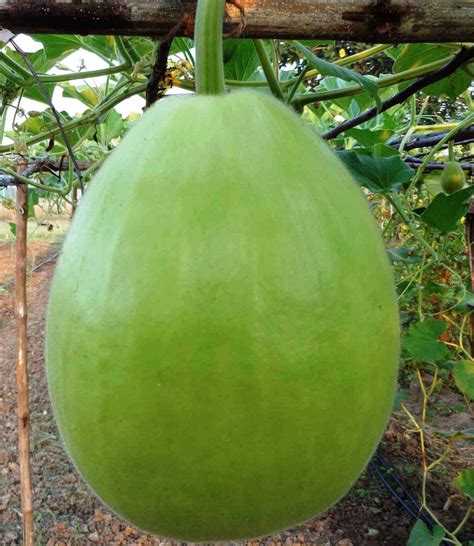 Modern Plants 21 Seeds Of Gol Lauki Ghiya Doodhi Bottle Gourd Seeds