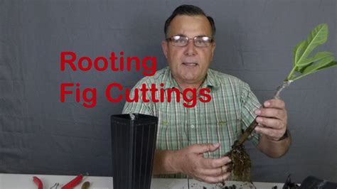 Rooting Of Fig Cuttings Youtube