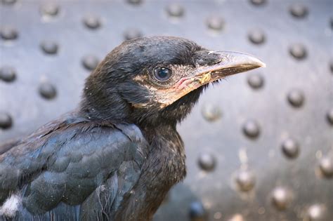 American Crow Fledgling Steve Creek