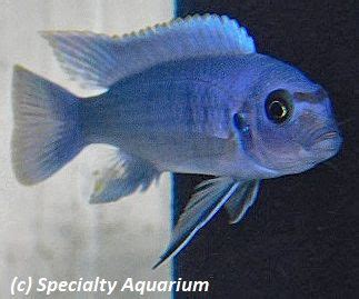 Afra Hara Gallireya Reef White Crest Afra Cm Lake Malawi African