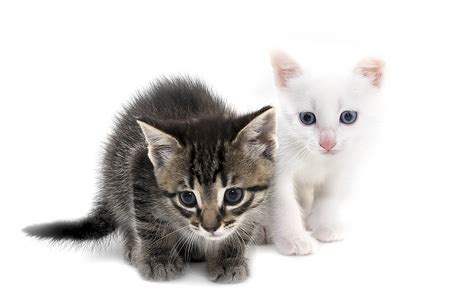 To Adopt A Kitten : Adoption Rates Central California Spca Fresno Ca ...