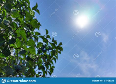 The Crown Of A Tree With Green Leaves On The Background Of A Blue Sky