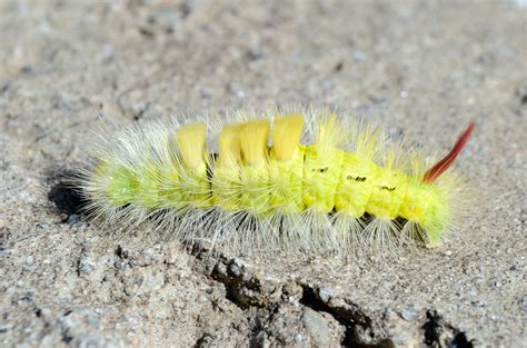 Caterpillar Yellow Color at Matthew Calzada blog